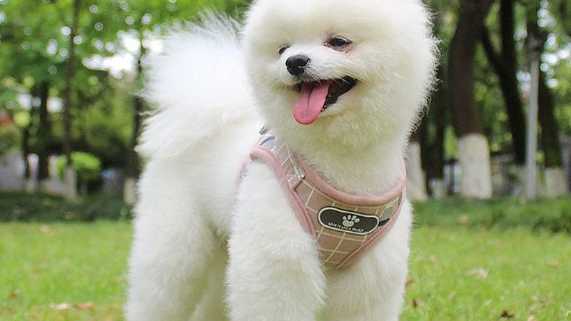 无油螺杆压缩机噪音标准：揭秘低噪高效的秘密